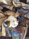 Wednesday is Pet Day!!